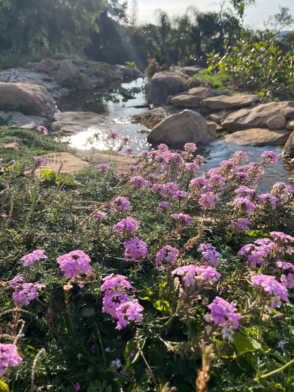 Jardim naturalista com corredeira de pedras e flores nativas roxas