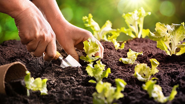 Mãos plantando mudas de alface em canteiro de horta