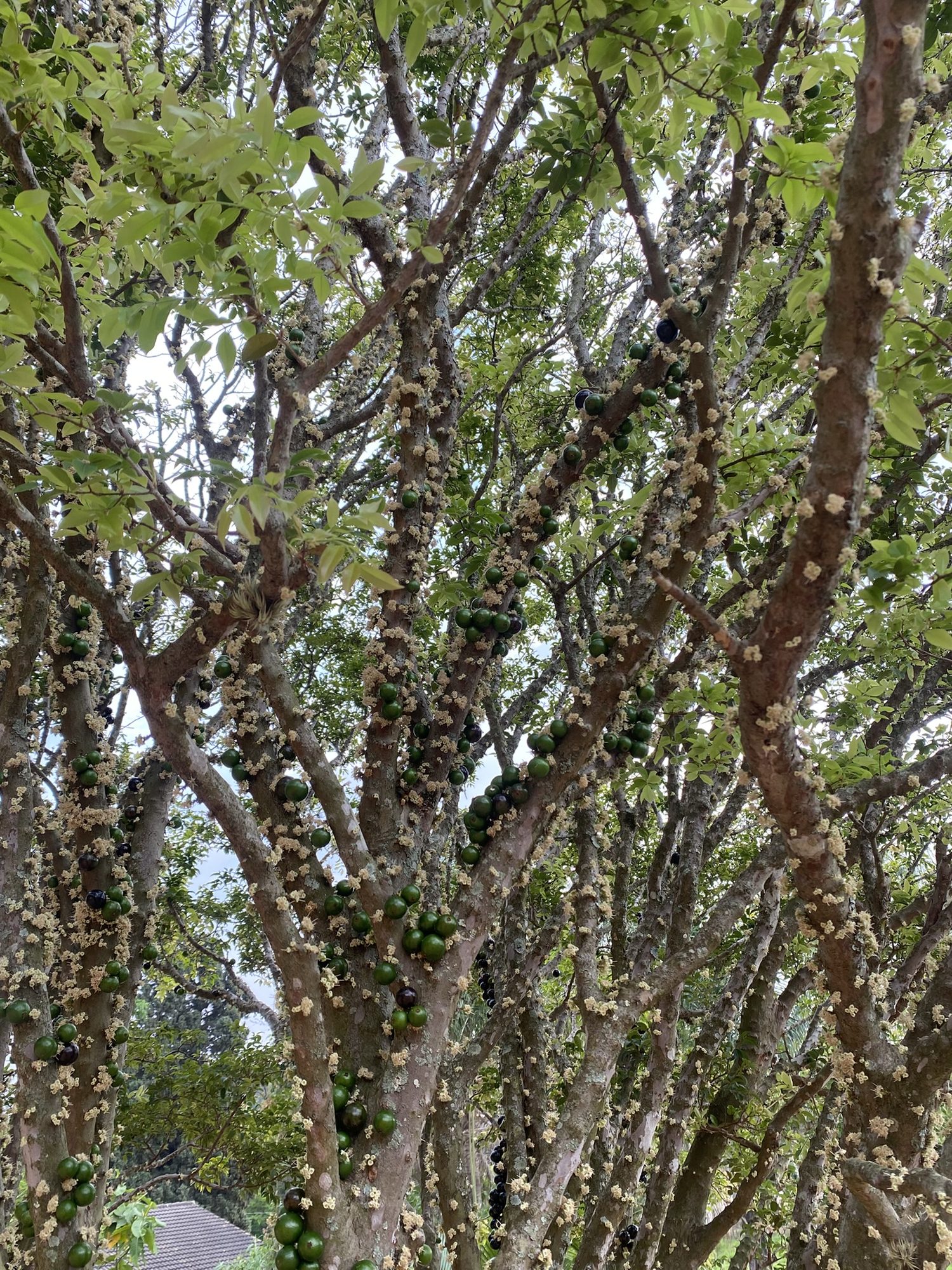 Pé de jabuticaba frutificando