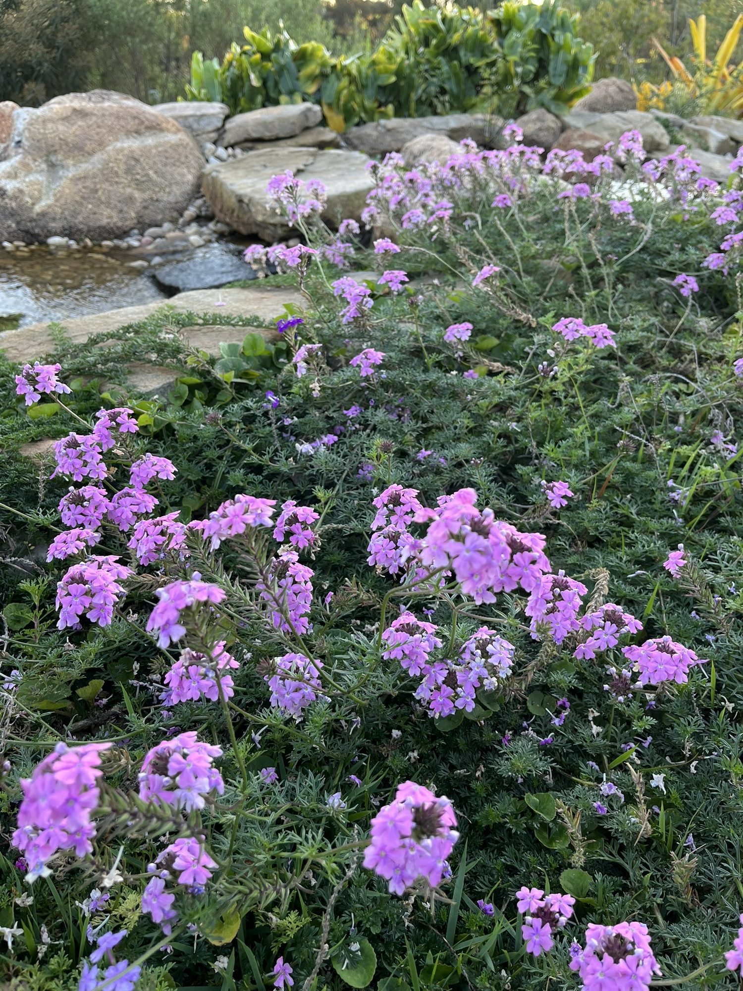 Corredeira natural com flores nativas